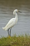 Snowy Egret, Egretta thula