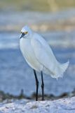 Snowy Egret, Egretta thula