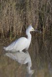 Snowy Egret, Egretta thula