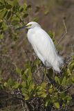Snowy Egret, Egretta thula