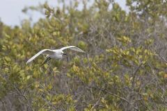 Snowy Egret, Egretta thula