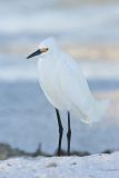 Snowy Egret, Egretta thula