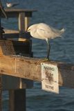 Snowy Egret, Egretta thula