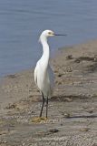 Snowy Egret, Egretta thula