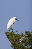 Snowy Egret, Egretta thula