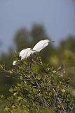 Snowy Egret, Egretta thula