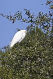Snowy Egret, Egretta thula