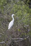Snowy Egret, Egretta thula