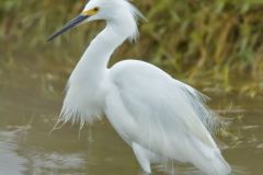 Snowy Egret, Egretta thula
