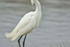 Snowy Egret, Egretta thula