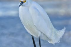 Snowy Egret, Egretta thula