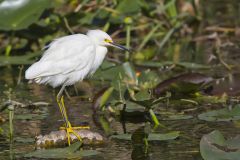 Snowy Egret, Egretta thula
