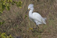 Snowy Egret, Egretta thula