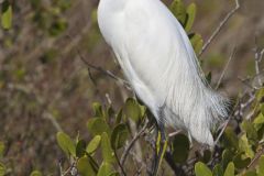 Snowy Egret, Egretta thula