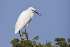 Snowy Egret, Egretta thula