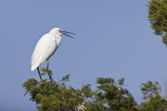 Snowy Egret, Egretta thula