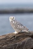 Snowy Owl, Bubo scandiacus