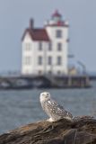 Snowy Owl, Bubo scandiacus