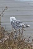 Snowy Owl, Bubo scandiacus