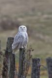 Snowy Owl, Bubo scandiacus