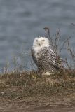 Snowy Owl, Bubo scandiacus