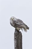 Snowy Owl, Bubo scandiacus