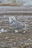 Snowy Owl, Bubo scandiacus