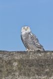 Snowy Owl, Bubo scandiacus