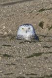Snowy Owl, Bubo scandiacus