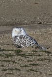 Snowy Owl, Bubo scandiacus