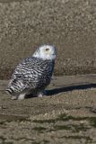 Snowy Owl, Bubo scandiacus