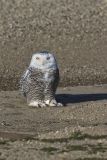 Snowy Owl, Bubo scandiacus