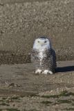 Snowy Owl, Bubo scandiacus