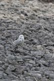 Snowy Owl, Bubo scandiacus