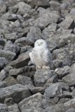 Snowy Owl, Bubo scandiacus