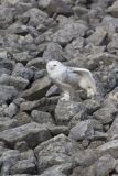 Snowy Owl, Bubo scandiacus