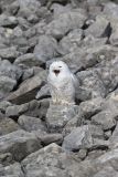 Snowy Owl, Bubo scandiacus