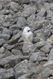Snowy Owl, Bubo scandiacus