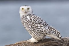 Snowy Owl, Bubo scandiacus