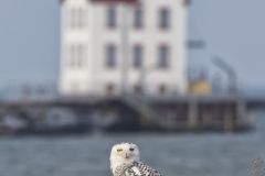 Snowy Owl, Bubo scandiacus