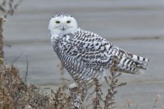 Snowy Owl, Bubo scandiacus