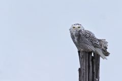 Snowy Owl, Bubo scandiacus