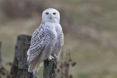 Snowy Owl, Bubo scandiacus