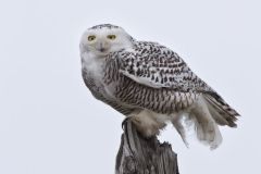 Snowy Owl, Bubo scandiacus