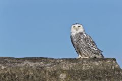 Snowy Owl, Bubo scandiacus