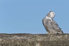 Snowy Owl, Bubo scandiacus