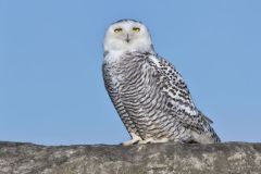 Snowy Owl, Bubo scandiacus