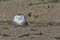 Snowy Owl, Bubo scandiacus