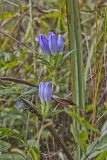 Soapwort gentian, Gentianopsis virgata