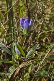 Soapwort gentian, Gentianopsis virgata
